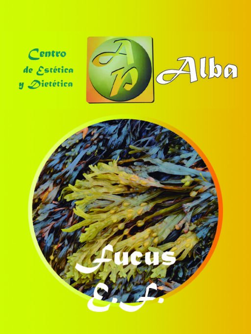 Fucus E.F.