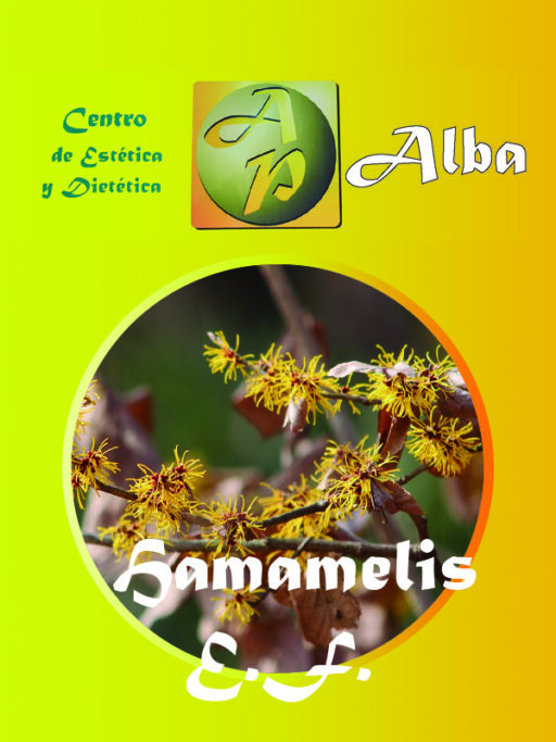 Hamamelis E.F.